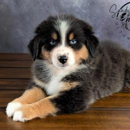 Willow - Black tri-color female Australian Shepherd puppy in Fultonville, New York from Sandy Aussies & Pomeranians