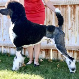 Poodle All Grown Up from High Desert Standard Poodles
