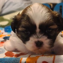 Puppy 3 - Black and white male Shih Tzu puppy in Belleville, Michigan from Patricia's Heavenly Earth Angels