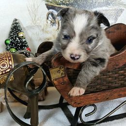 Mars - Blue merle female Toy Australian Shepherd puppy in Cedar Creek, Texas from Rowdy Ranch Tx
