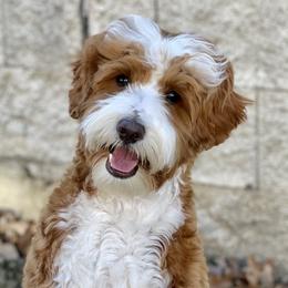 Gracie - Australian Labradoodle