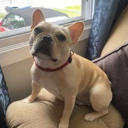 Tinka - French Bulldog