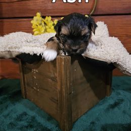 Maltese and Morkie Puppies from PBJ Farms