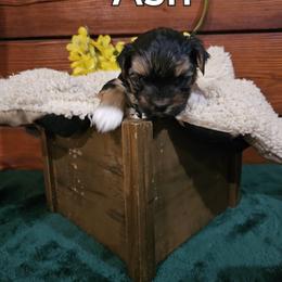 Maltese and Morkie Puppies from PBJ Farms