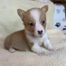 Boy - Blue Bow - Red male Pembroke Welsh Corgi puppy in Boonville, Indiana from M&J Country Kennels