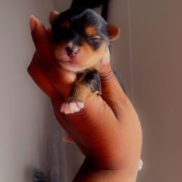 Yorkshire Terrier Puppies from Nell’s Adorable Yorkshire’s