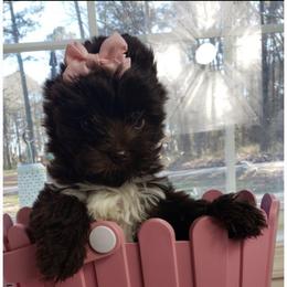 Girl 3 - Liver female Yorkshire Terrier puppy in Marion Station, Maryland from Anna's Yorkie Treasures
