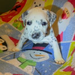 Oberon - White and black male Dalmatian puppy in Las Vegas, Nevada from 101 Dew Dream Valley Dalmatians
