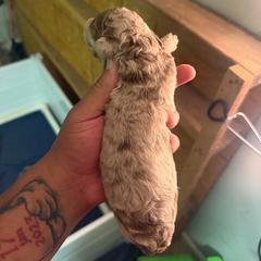 (Red Collar) - Merle male Assorted Doodle Crosses puppy in Conway, Arkansas from Hollins Doodles