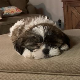 Shihpoos and Shih Tzus from Bluegrass Shih Tzus