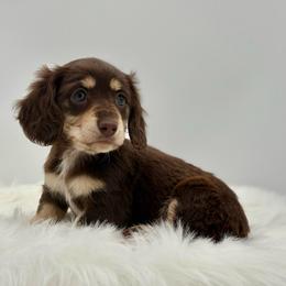 Pearl - Chocolate and cream female Dachshund puppy in Litchfield, Illinois from Charmm Dachshunds
