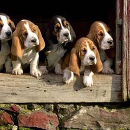 Basset Hounds from Kelly's Basset Hounds