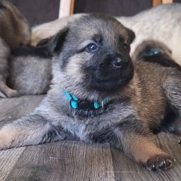 Boy 6 - Sable male German Shepherd puppy in Oconomowoc, Wisconsin from Vom Haus Borchardt GSD Kennels