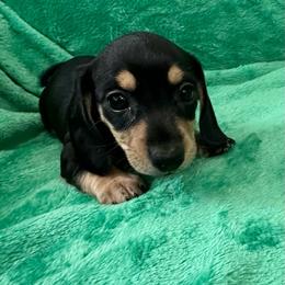 Hot Pepper - Black and cream female Dachshund puppy in Memphis, Tennessee from River City Doxies