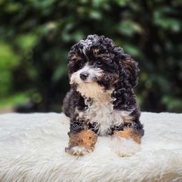 Flora-June - Black and white female Aussiedoodle puppy in Centreville, Mississippi from Trin's Designer Doodles