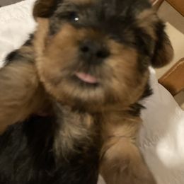 Assorted Doodle Crosses, Double Doodle, Maltipoo, Morkie, and Yorkipoo Puppies from Danza Bolo