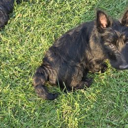 Scottish Terrier Puppies from Jason Kazmerski