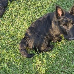 Scottish Terrier Puppies from Jason Kazmerski