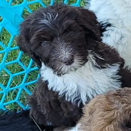 Aussiedoodle Puppies from Post Oak Doodles