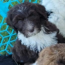 Aussiedoodle Puppies from Post Oak Doodles