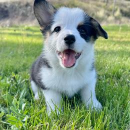 Mia - female Pembroke Welsh Corgi puppy in Olive Hill, Kentucky from Tompkins Farm