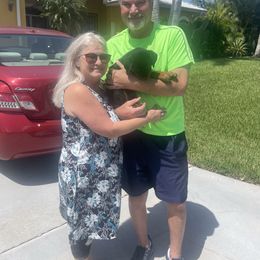 Girl 3 - Black and mahogany female Rottweiler puppy in Tallahassee, Florida from Patrick's Pups