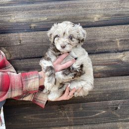 Aussiedoodle and Goldendoodle Puppies from Utah Faith Doodles