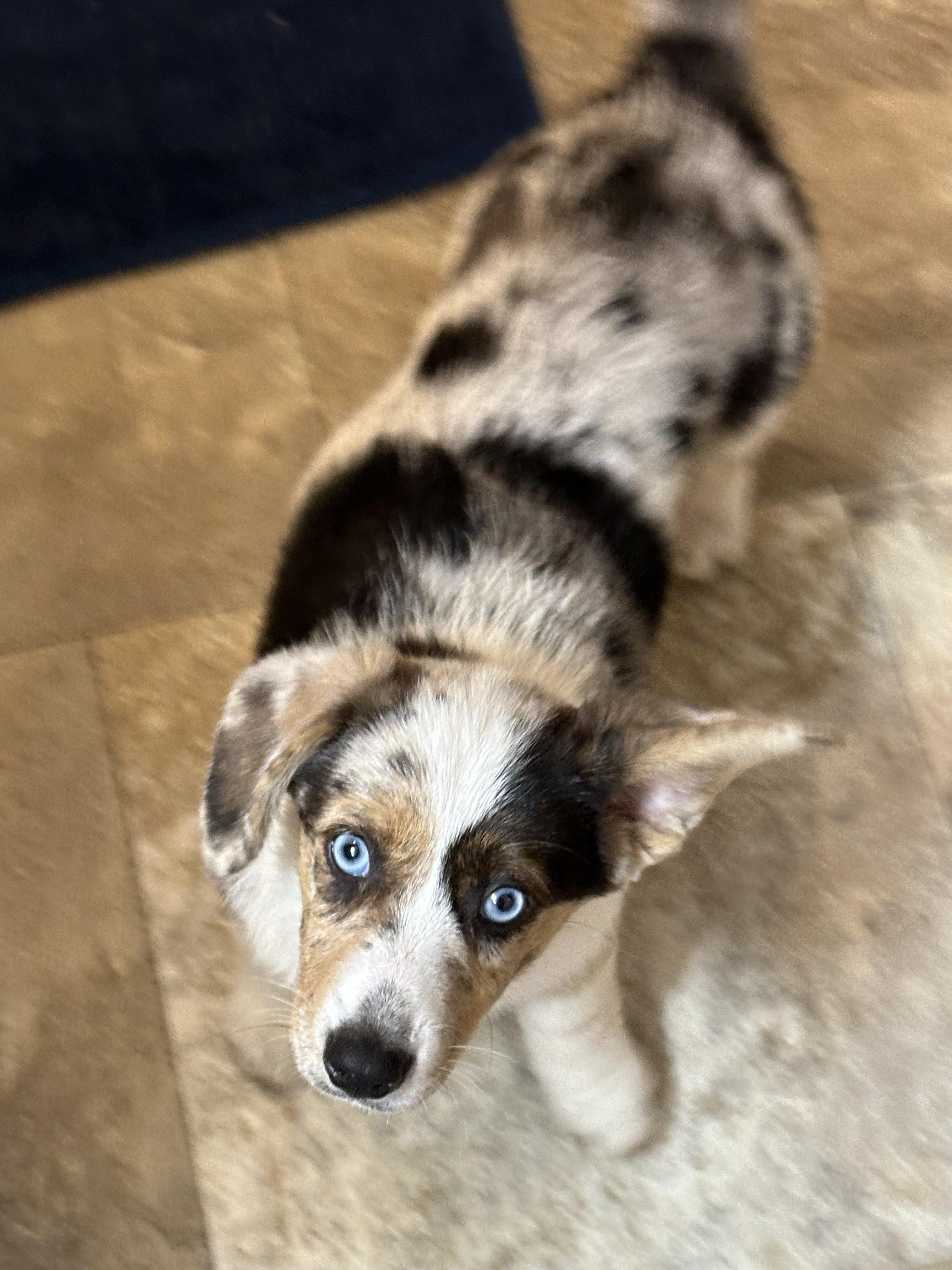 Penny