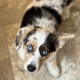 Penny - American Corgi