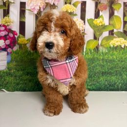 Sandy - Red  female Goldendoodle puppy in Pocasset, Massachusetts from Mini Goldendoodles of Cape Cod