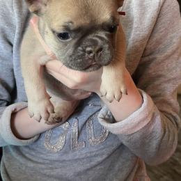 French Bulldog Puppies from Orderofthebulldogs, LLC