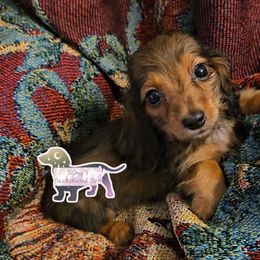 Dachshund Puppies from Samantha Spanton