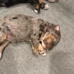 Aspen - Merle female Bernedoodle puppy in Monument, Colorado from Colorado Dreamin Doodles