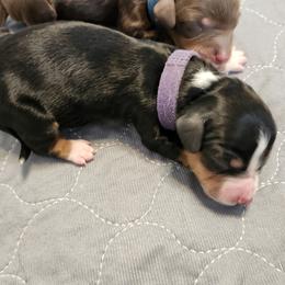 Girl 2 - Piebald female Dachshund puppy in Amarillo, Texas from Panhandle Dashing Doxies