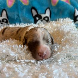 Sienna - Red merle female Aussiedoodle puppy in Kensington, Ohio from Hickory Hideaway Doodles