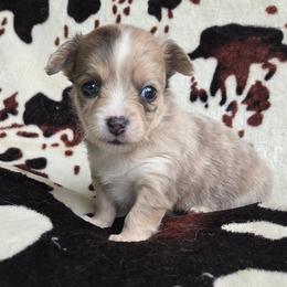 Pebbles - Merle female Chihuahua puppy in Newark, Ohio from Gemini Kennels