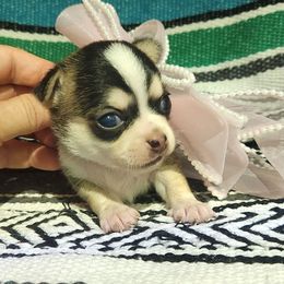 Haley Moon - Black sabled fawn female Chihuahua puppy in Gerald, Missouri from OutLaw Chihuahua's