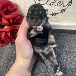 Red - Black and silver male Miniature Schnauzer puppy in Parker, Pennsylvania from TJ's Silver Paws Miniature Schnauzers