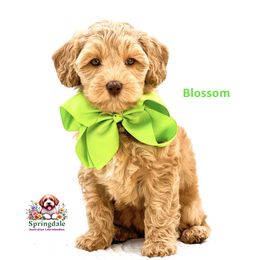 Blossom - Caramel female Australian Labradoodle puppy in Greensboro, North Carolina from Springdale Australian Labradoodles
