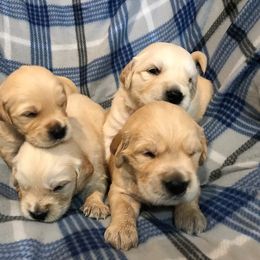 Golden Retriever Puppies from Big Rock Goldens