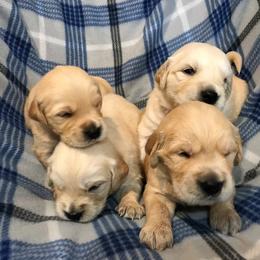 Golden Retriever Puppies from Big Rock Goldens