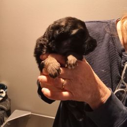 Girl2 - Black and tan female German Shepherd puppy in Nye, Montana from Duke AKC Shepherds