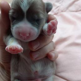 Boy 1 - Sable male Pembroke Welsh Corgi puppy in Michigan from Metzger Homestead