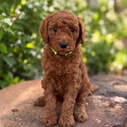 Patsy - Red  female Goldendoodle puppy in Wharton, Texas from Little Fur Friends
