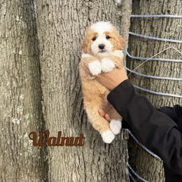 Walnut - Red male Bernedoodle puppy in Mount Vernon, Missouri from PoodlelyDoodlely