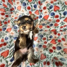 Traditional boy (no collar ) - Black and tan male Yorkshire Terrier puppy in Pikeville, North Carolina from A Yorkie’s World