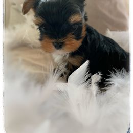 Yorkshire Terrier Puppies from Suzi Wilkerson