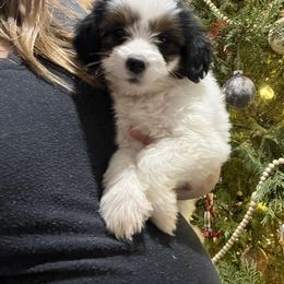 Aussiedoodle and Goldendoodle Puppies from Saddle Hill Farms