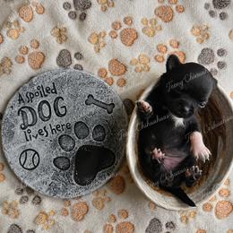 Fajita - Black and white female Chihuahua puppy in Rocky Mount, Virginia from Teeny Chihuahuas