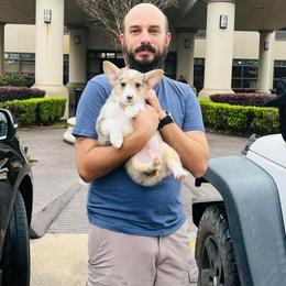 American Corgi and Pembroke Welsh Corgi Puppies from Rainbow Corgis